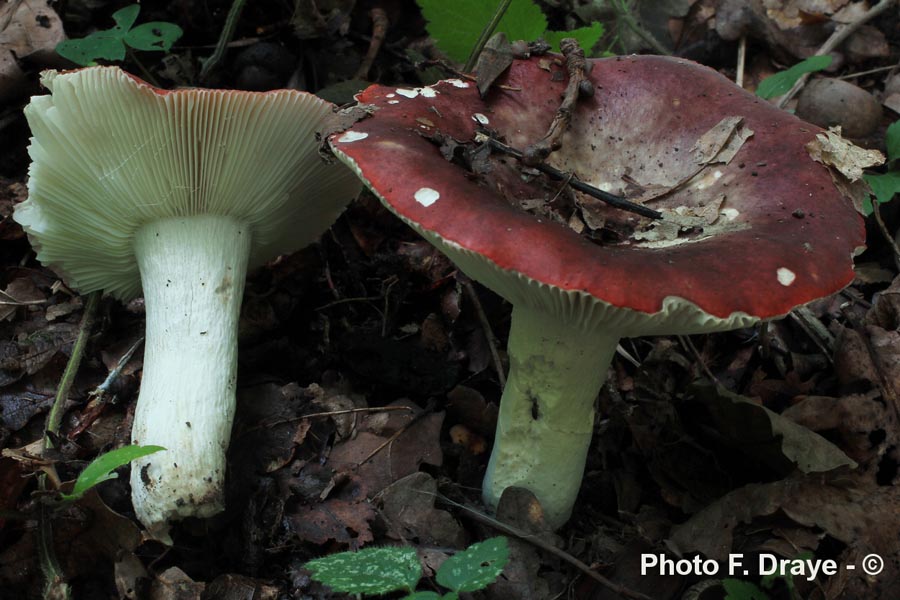 Russula khrombolzii