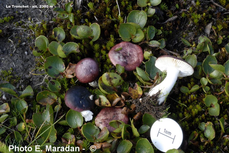 Russula laccata