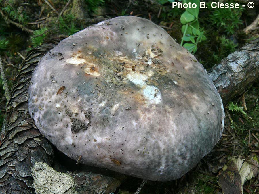 Russula langei var. cutefracoides