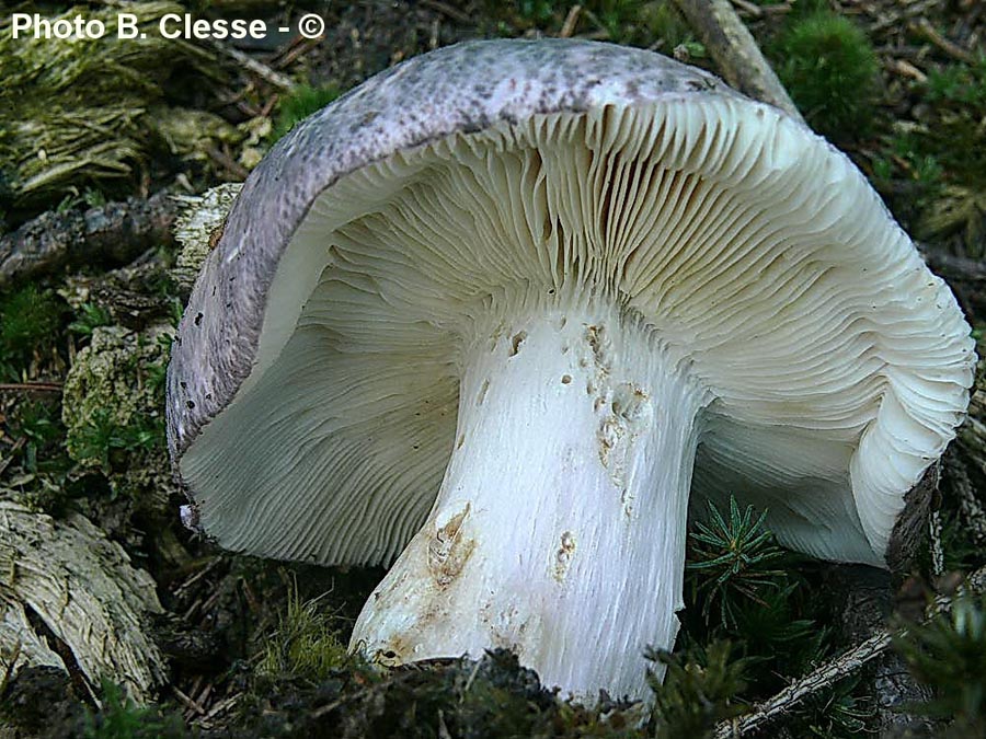 Russula langei var. cutefracoides