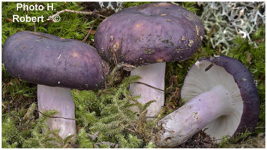 Russula langei