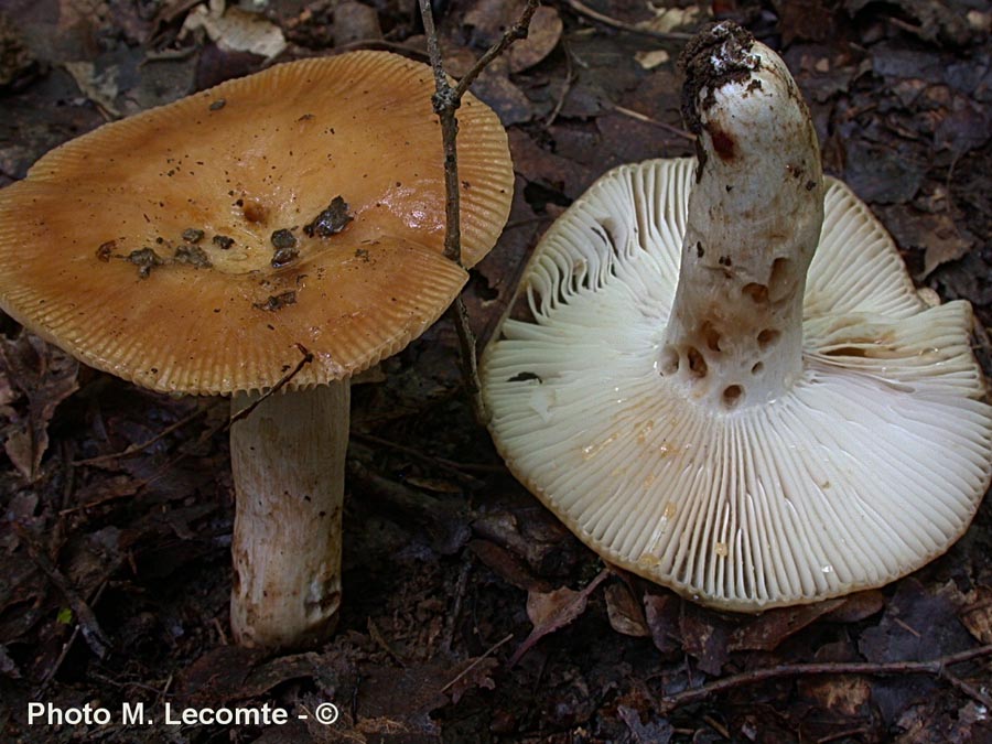 Russula laurocerasi