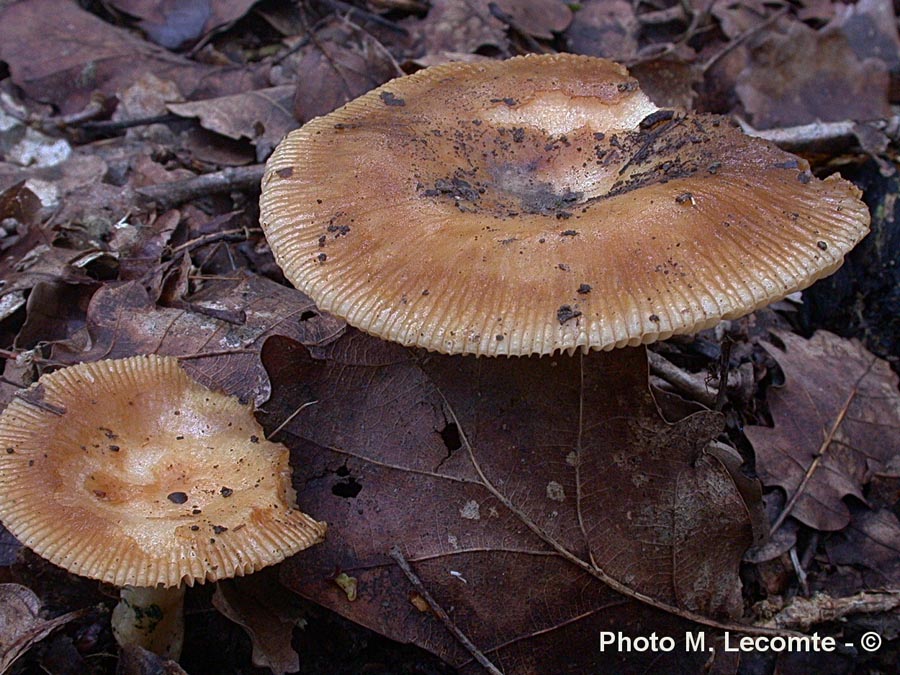 Russula laurocerasi