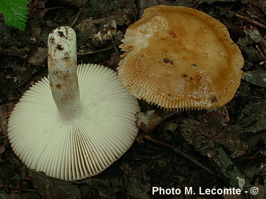 Russula laurocerasi