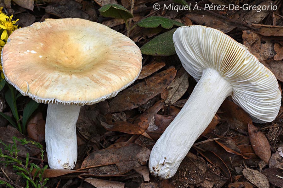 Russula lepida var. salmonea