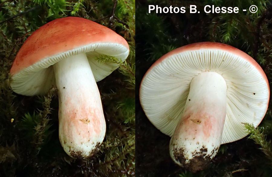 Russula lepida