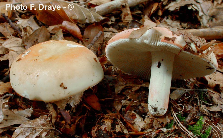 Russula lepida