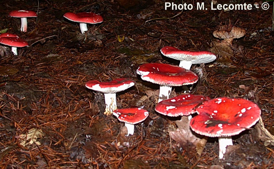 Russula lepida