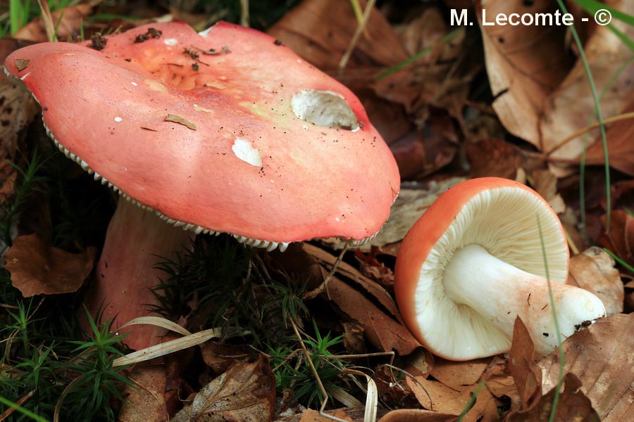 Russula lepida