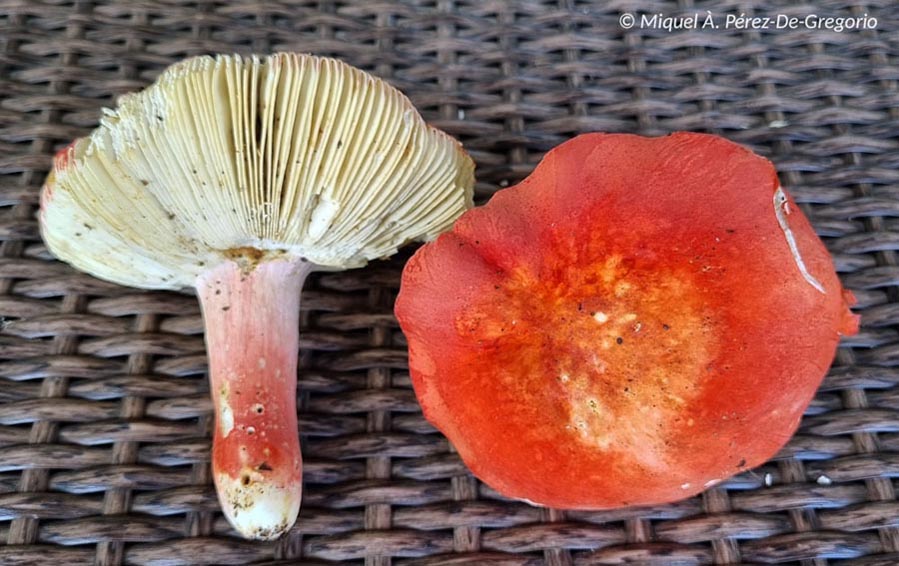 Russula lepida