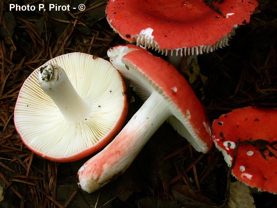 Russula lepida