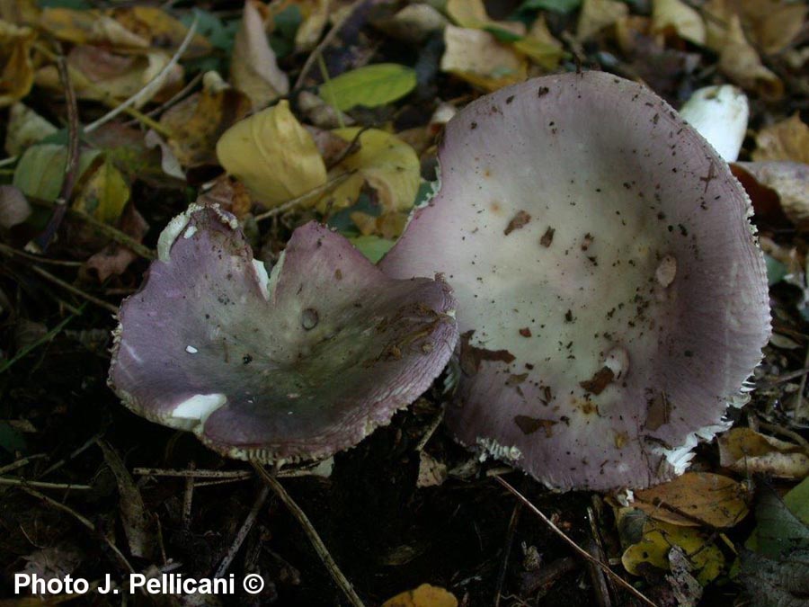 Russula lilacea