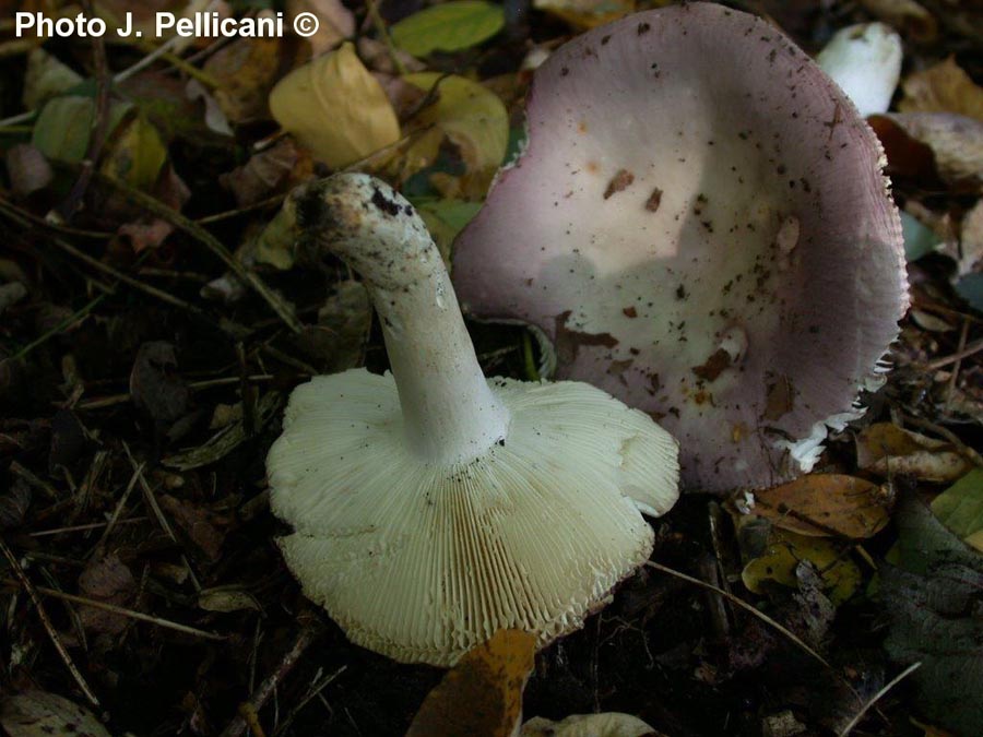 Russula lilacea