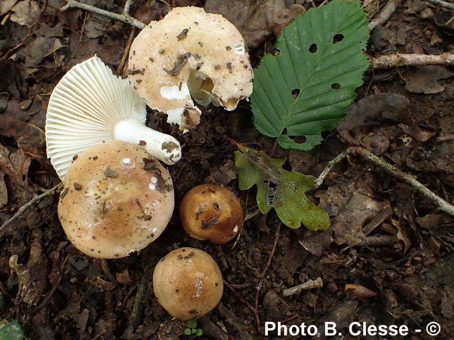 Russula lilacea var. carnicolor