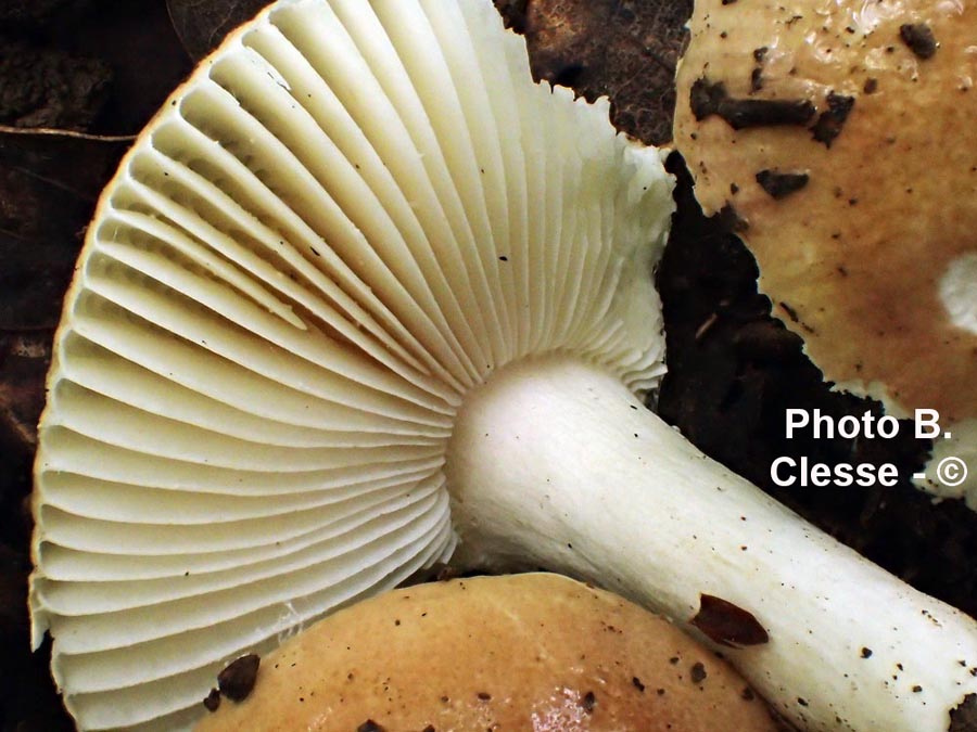 Russula lilacea var. carnicolor