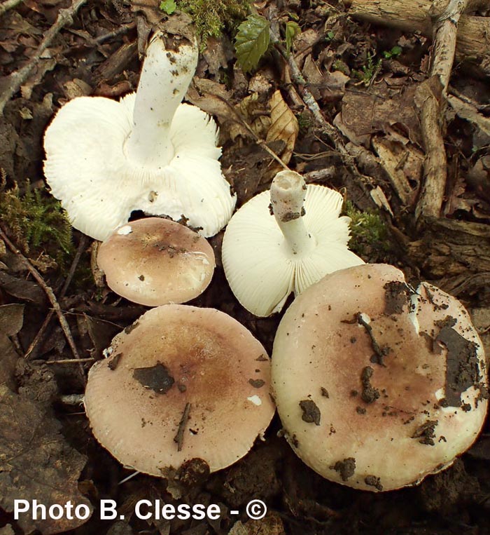 Russula lilacea var. carnicolor