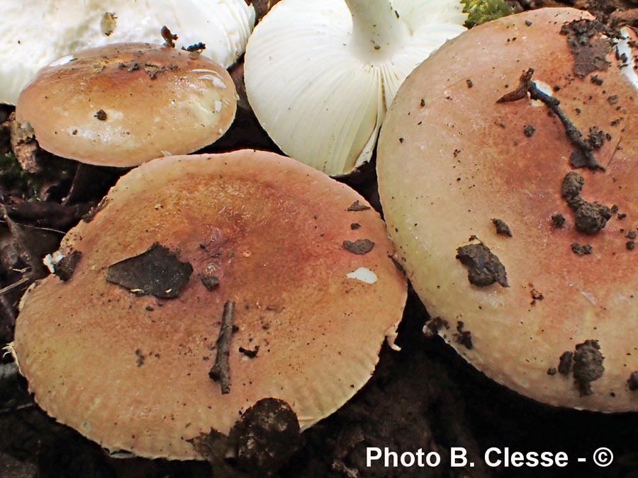 Russula lilacea var. carnicolor