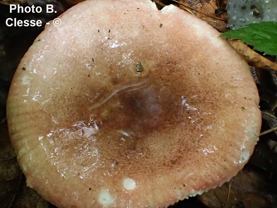 Russula lilacea var. carnicolor