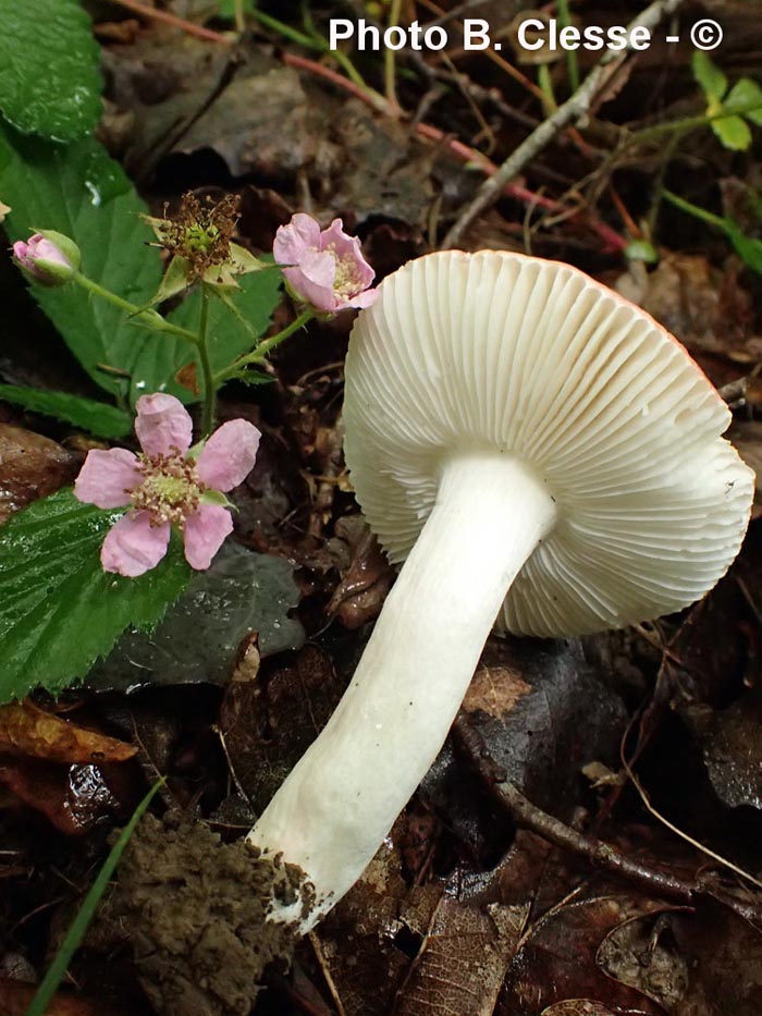 Russula lilacea var. carnicolor