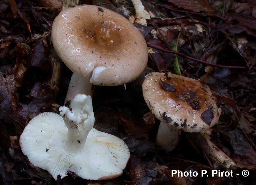 Russula lilacea