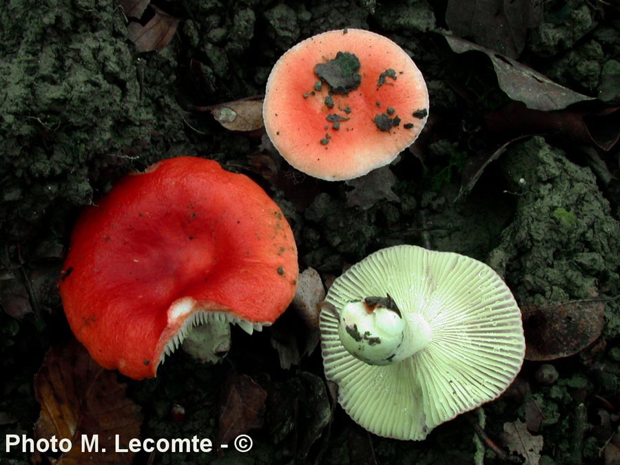 Russula luteotacta