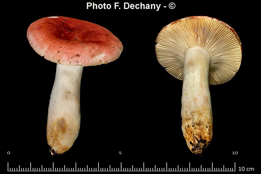 Russula luteotacta