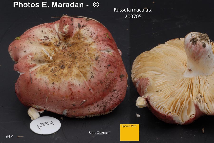 Russula maculata