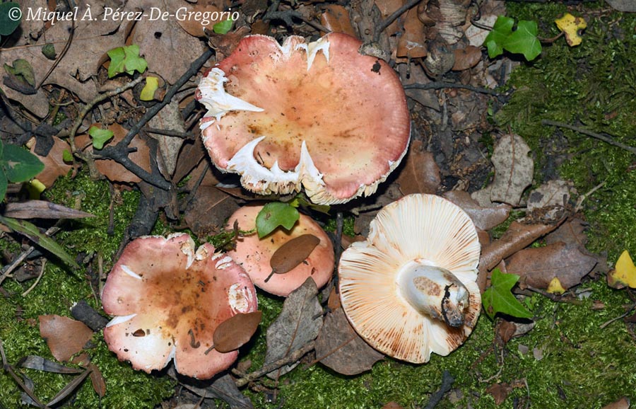 Russula maculata