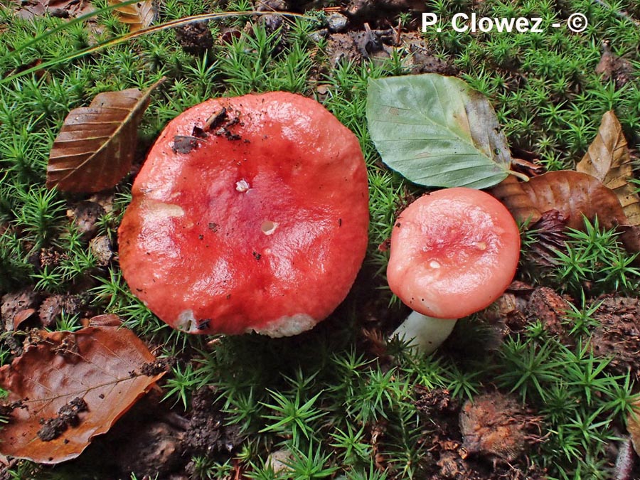 Russula mairei