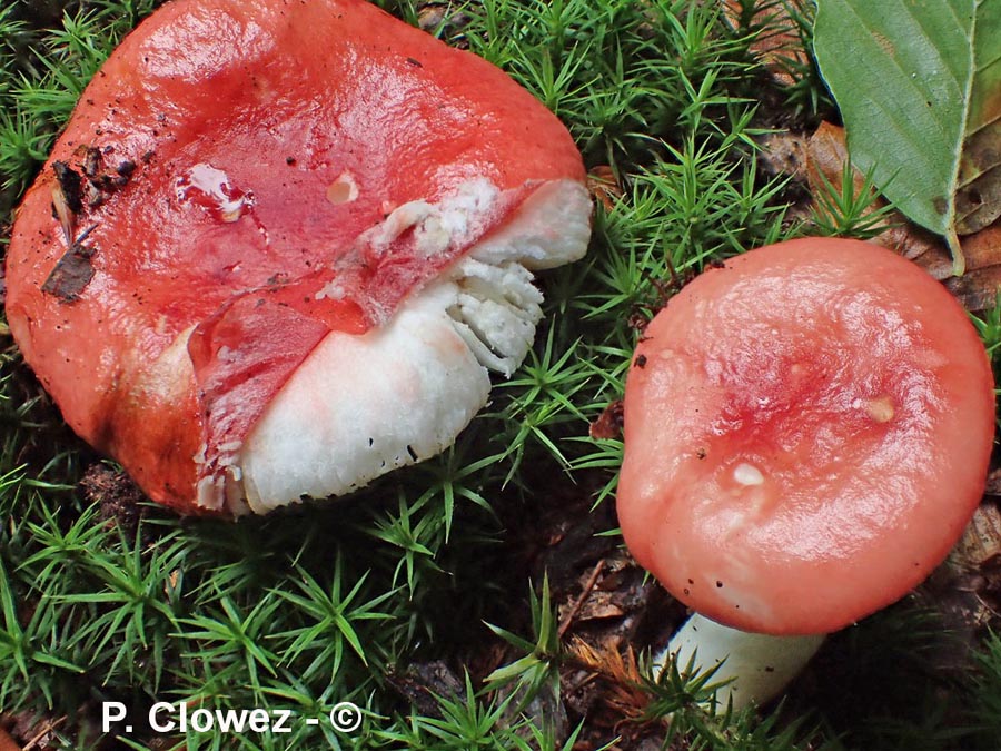 Russula mairei