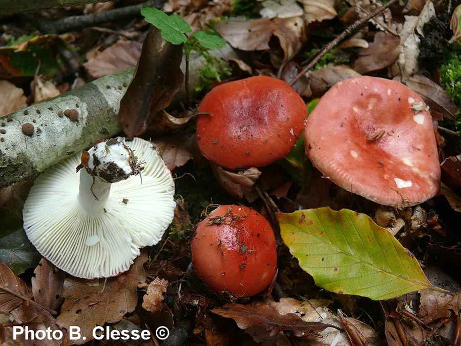 Russula mairei