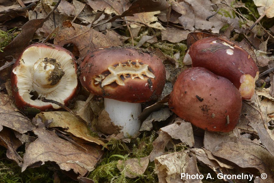 Russula melliolens