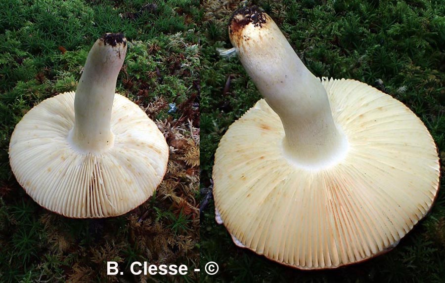 Russula melliolens