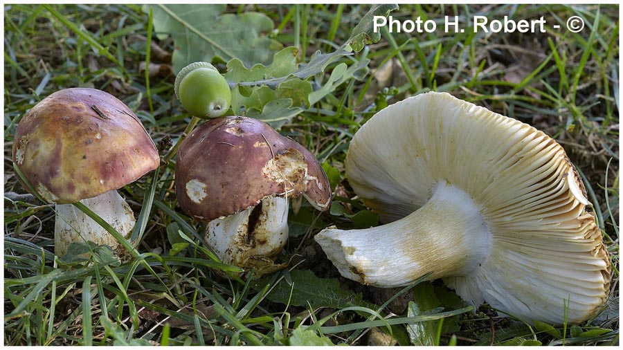 Russula melliolens