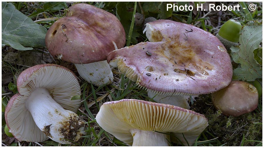 Russula melliolens