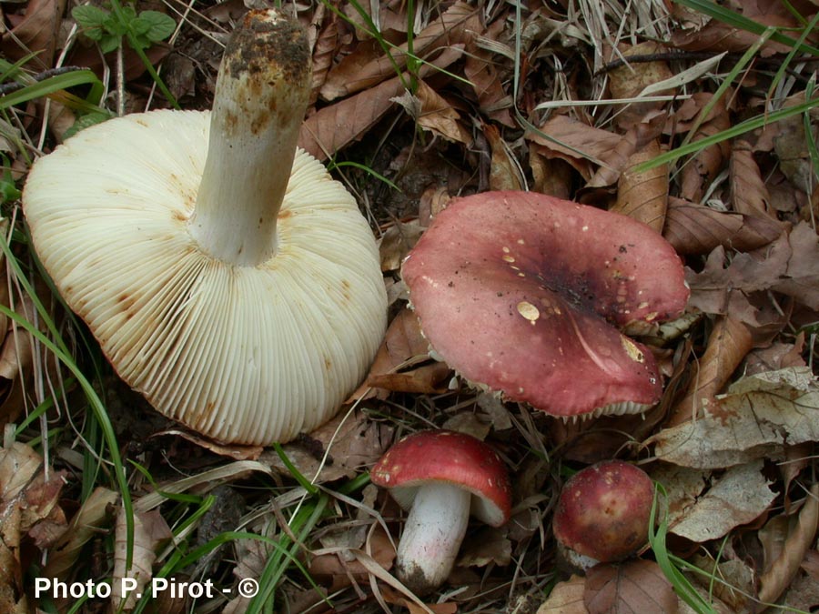 Russula melliolens