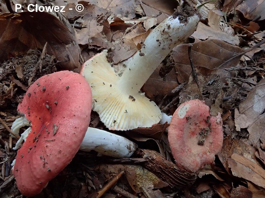 Russula melzeri