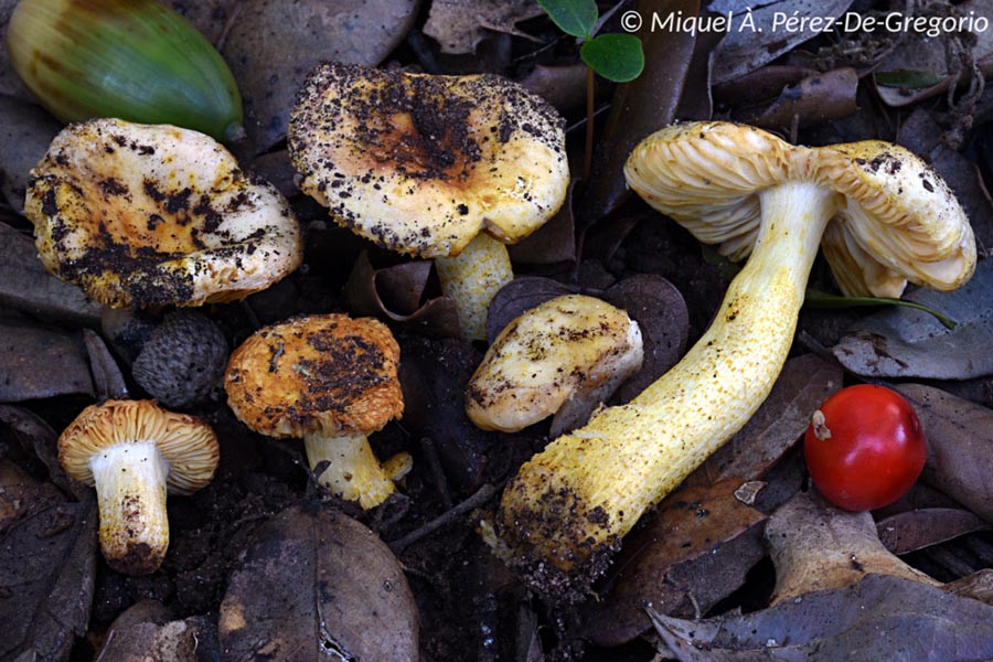 Russula messapica