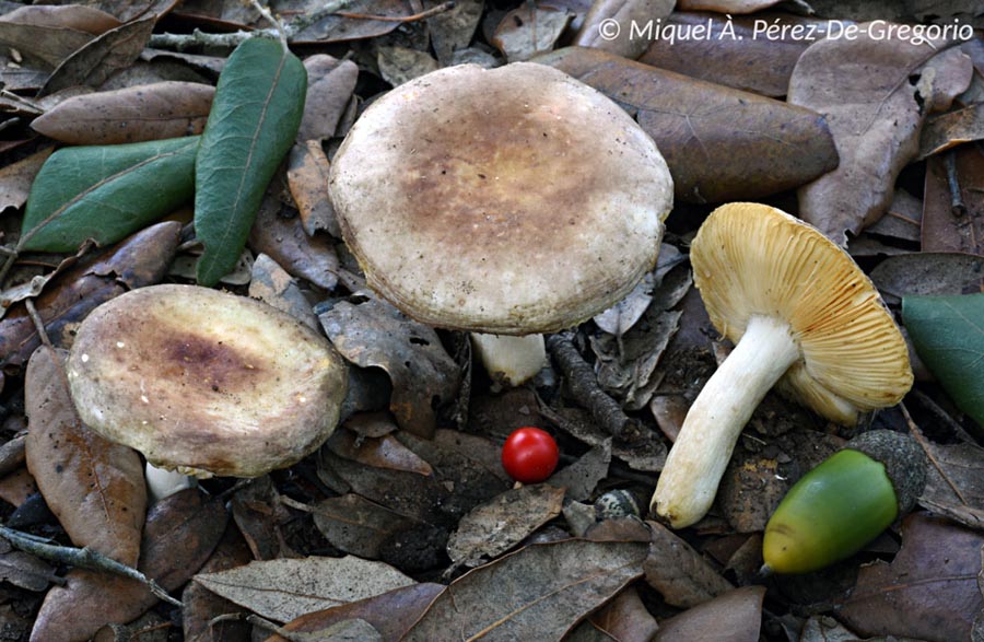 Russula messapica