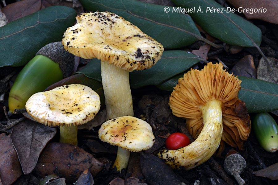 Russula messapica