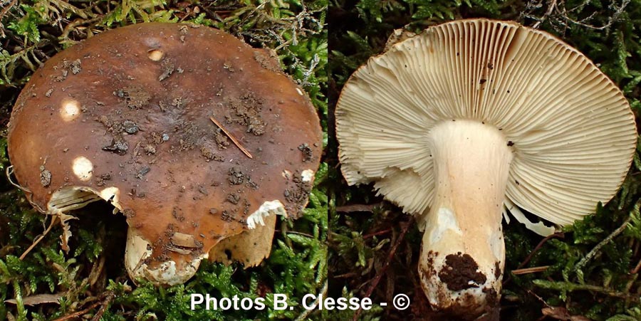 Russula mustelina