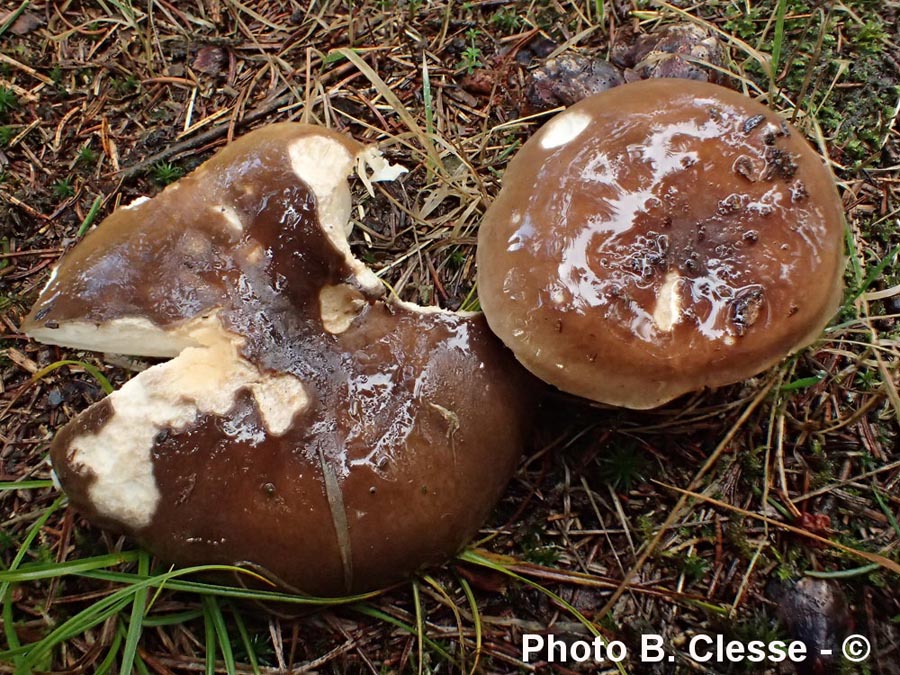 Russula mustelina