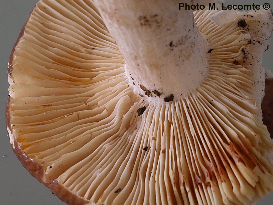 Russula mustelina