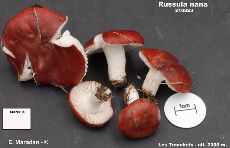 Russula nana