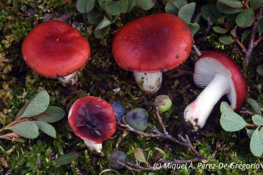 Russula nana