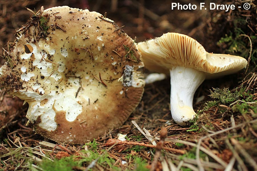 Russula nauseosa