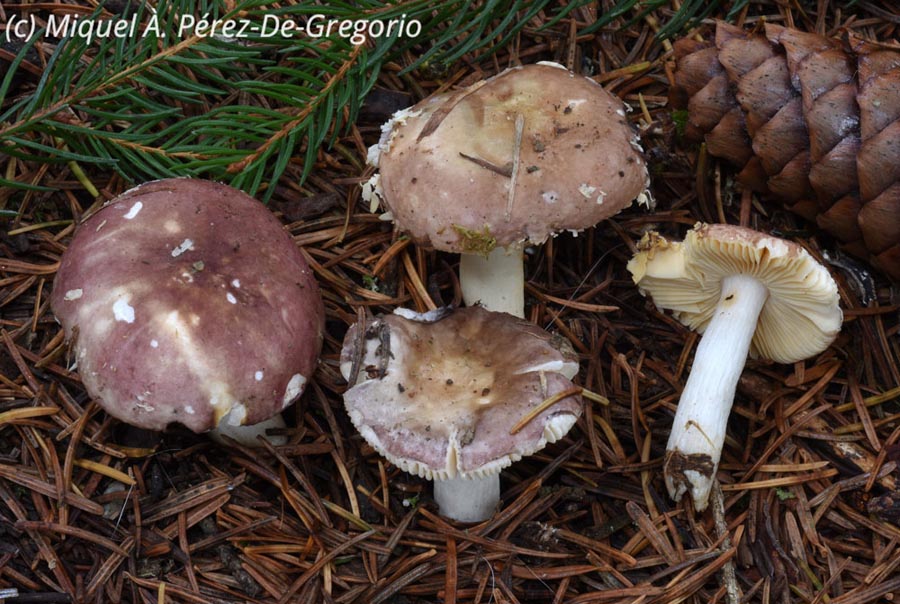 Russula nauseosa