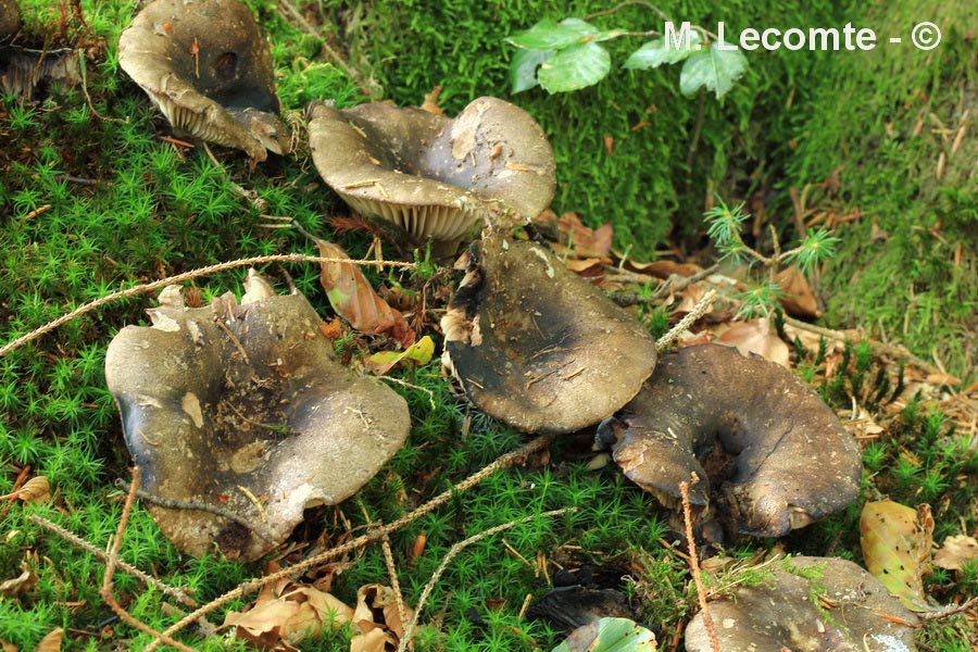 Russula nigricans