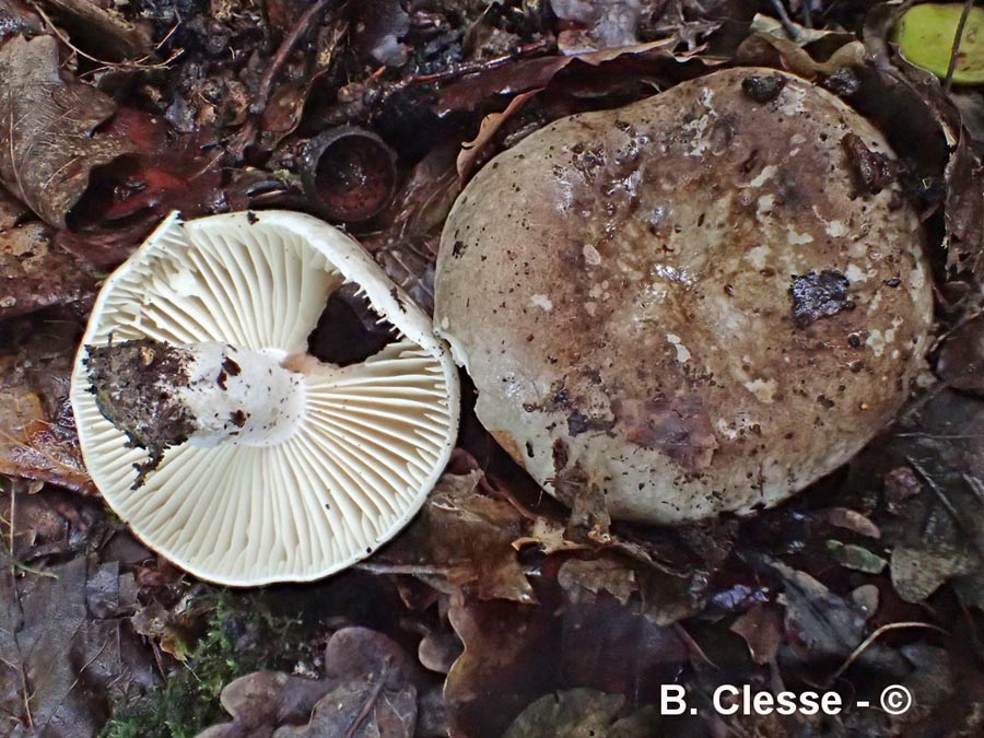 Russula nigricans