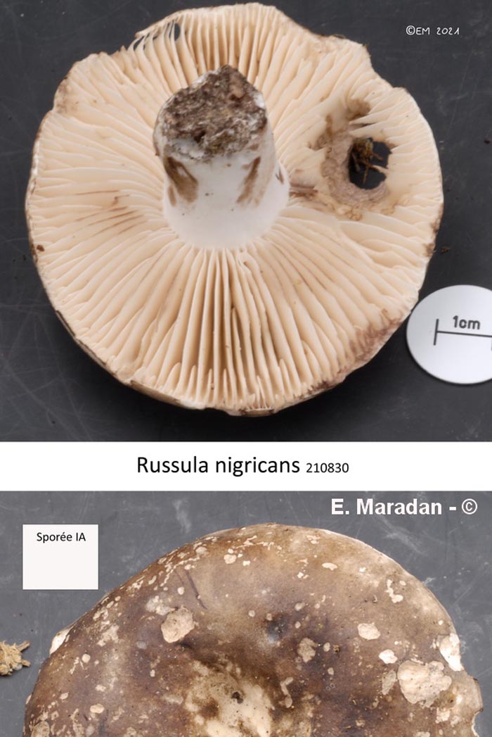 Russula nigricans